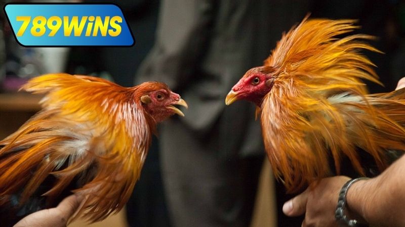 Cách truy cập đá gà cựa tròn trực tiếp tại 789WIN