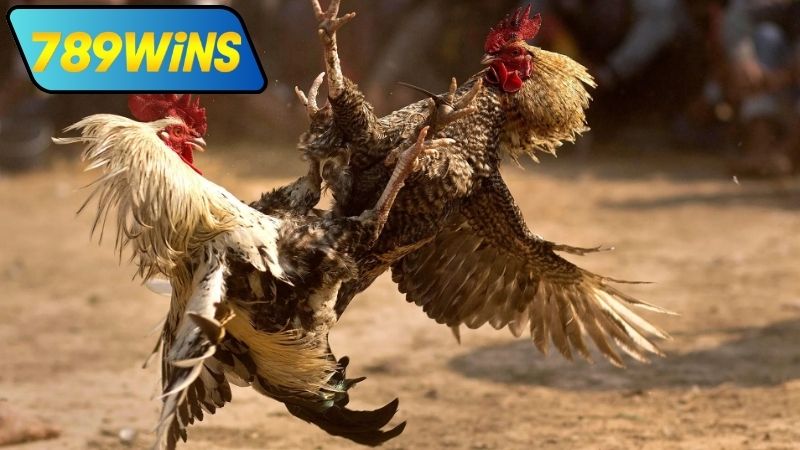 Lợi ích khi xem đá gà cựa tròn trực tiếp tại 789WIN