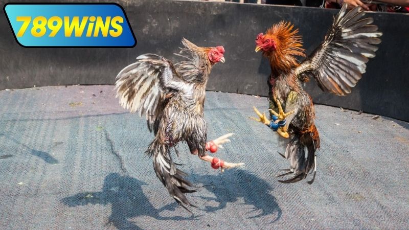 Kinh nghiệm xem và cược đá gà hôm nay Thomo tại 789WIN