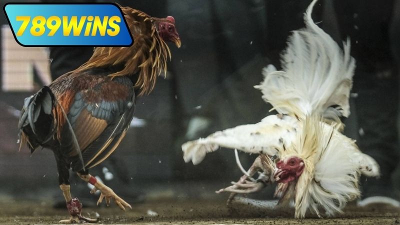 Kinh nghiệm khi xem đá gà Thomo 24 7 tại 789WIN